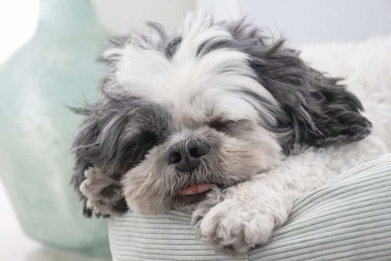 Unlocking the Secrets of Pet Insurance: A Comprehensive Guide to Protecting Your Furry Friend shih tzu, nature, dog