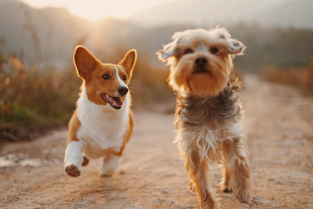 Pet Insurance with the Lowest Premiums: Affordable Coverage for Your Furry Friends two brown and white dogs running dirt road during daytime